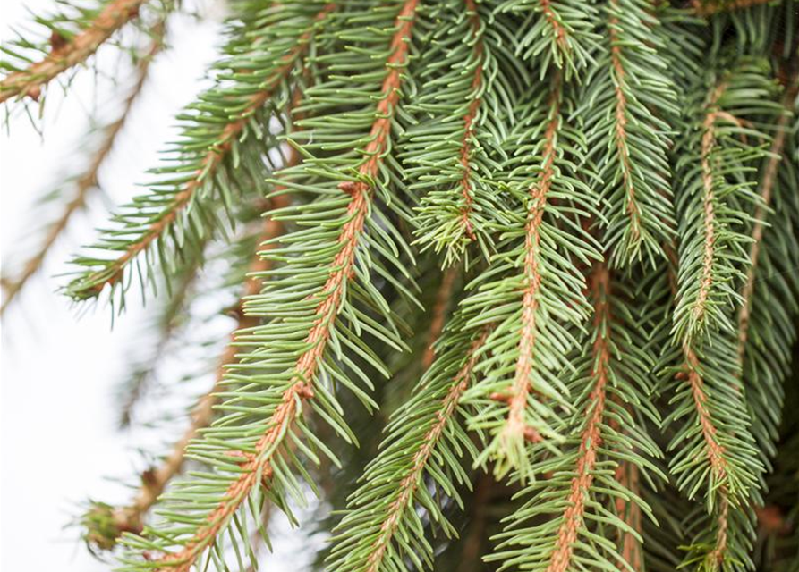 Picea abies 'Loreley'