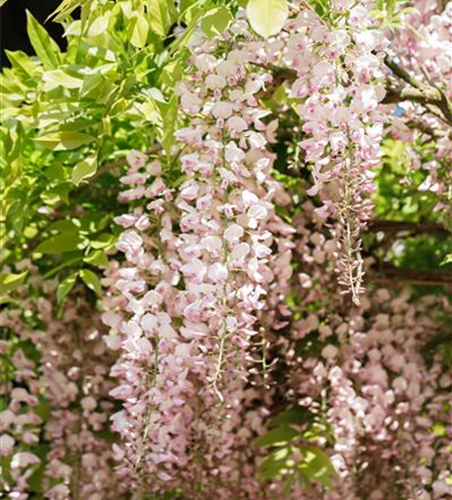 Wisteria floribunda 'Rosea'