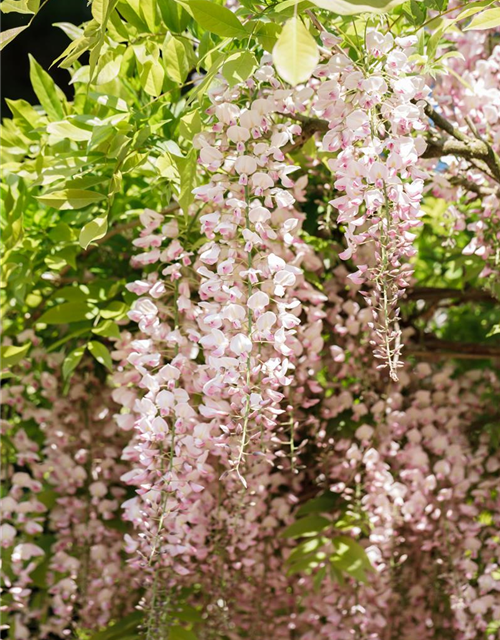 Wisteria floribunda 'Rosea'