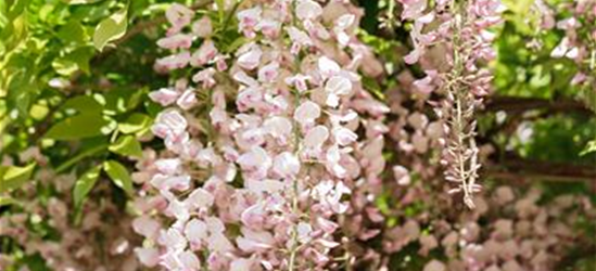 Wisteria floribunda 'Rosea'