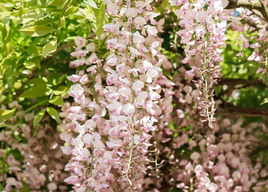 Wisteria floribunda 'Rosea'