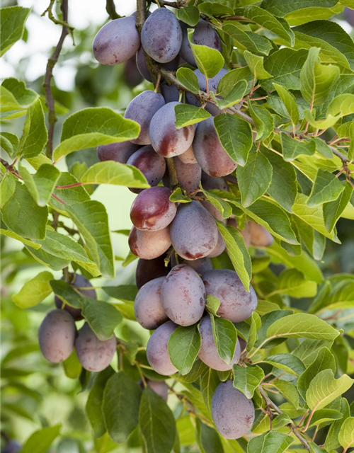 Prunus domestica 'Fruca' CAC 