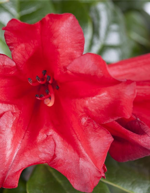 Rhododendron 'Elizabeth Red Foliage'