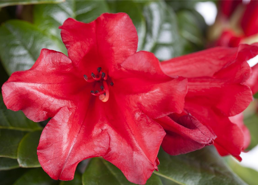 Rhododendron 'Elizabeth Red Foliage'