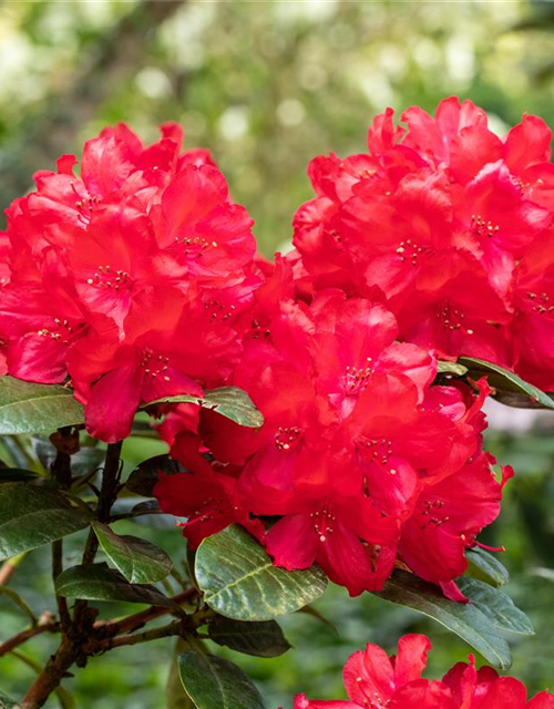 Rhododendron 'Lisetta'®