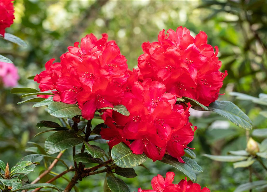 Rhododendron 'Lisetta'®