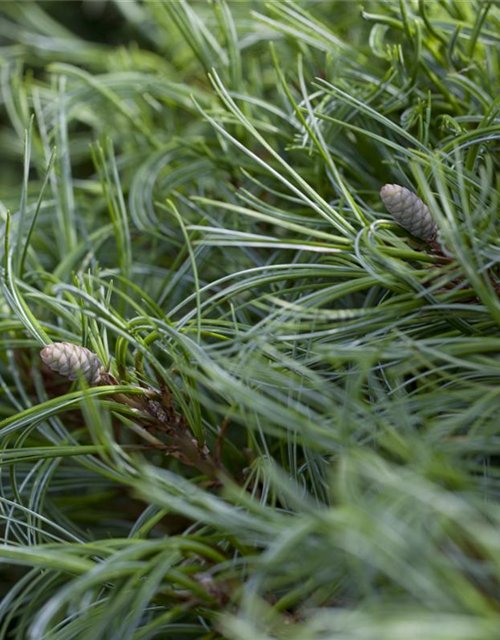 Zwerg-Seidenkiefer 'Green Curls'