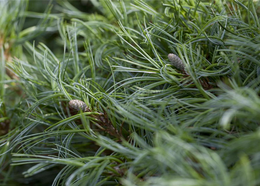 Zwerg-Seidenkiefer 'Green Curls'