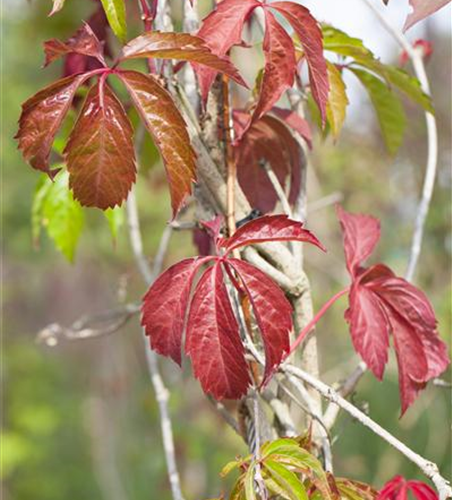 Parthenocissus quinquefolia 'Engelmannii'