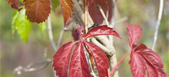 Parthenocissus quinquefolia 'Engelmannii'