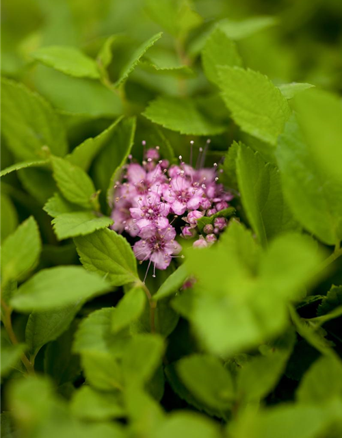 Sommerspiere 'Little Princess'