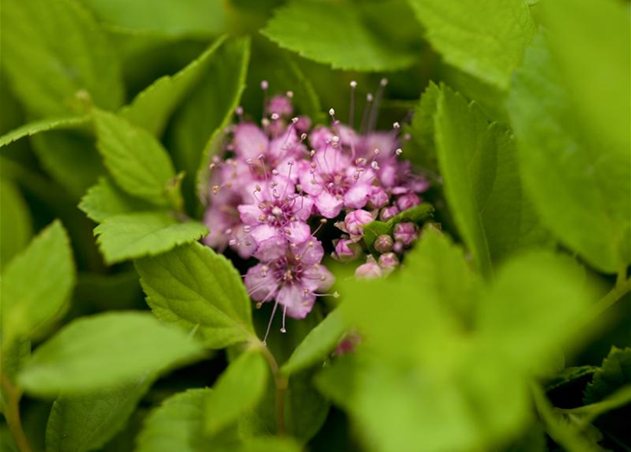 Sommerspiere 'Little Princess'