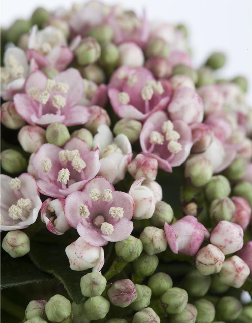 Viburnum tinus 'Eve Price'