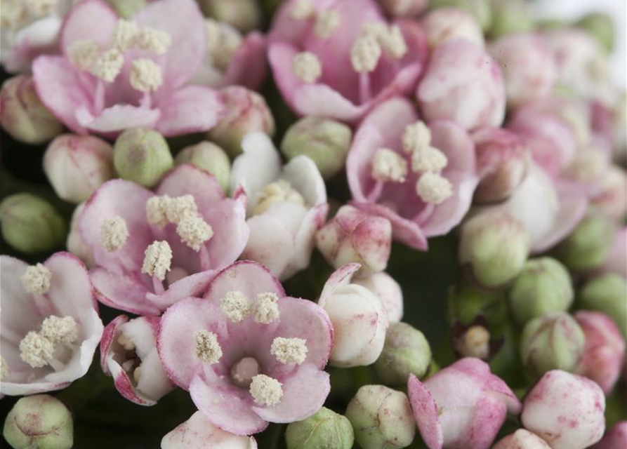 Viburnum tinus 'Eve Price'