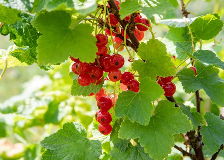 R Ribes rubrum 'Jonkheer van Tets' CAC