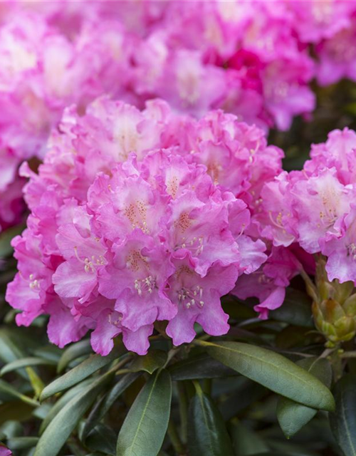 Rhododendron-Hybride 'Anastasia'®