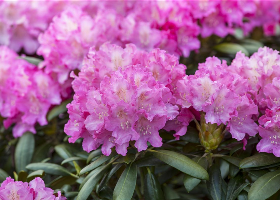 Rhododendron-Hybride 'Anastasia'®