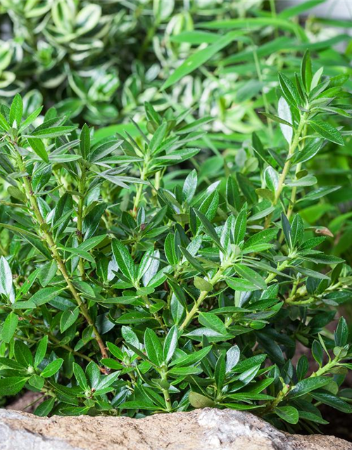 Rhododendron 'Bloombux® Nugget'