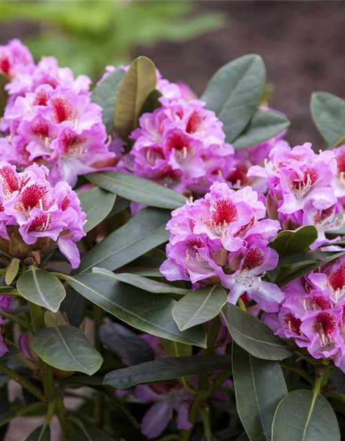 Rhododendron 'Belami'®