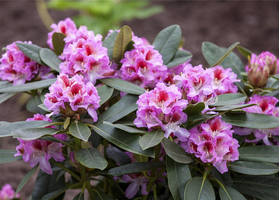 Rhododendron 'Belami'®