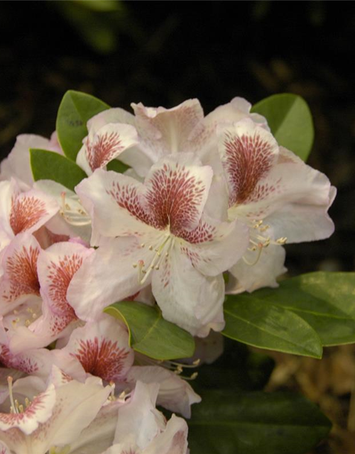 Rhododendron 'Belami'®