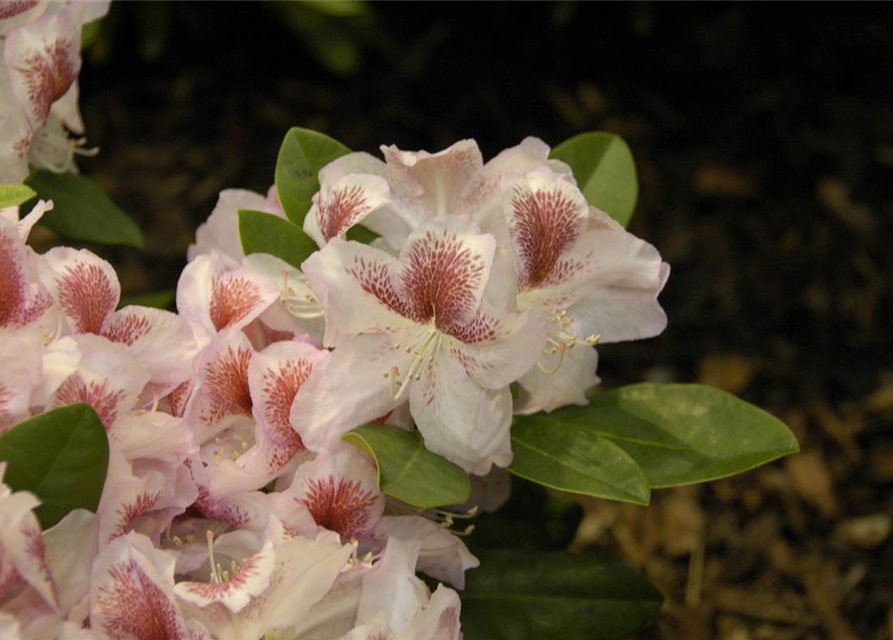 Rhododendron 'Belami'®