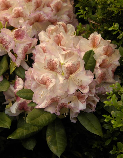 Rhododendron 'Belami'®