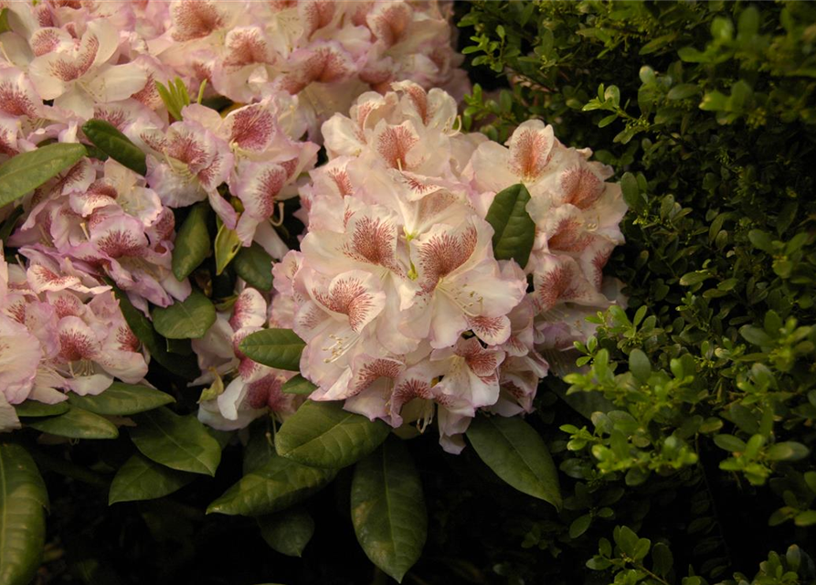 Rhododendron 'Belami'®