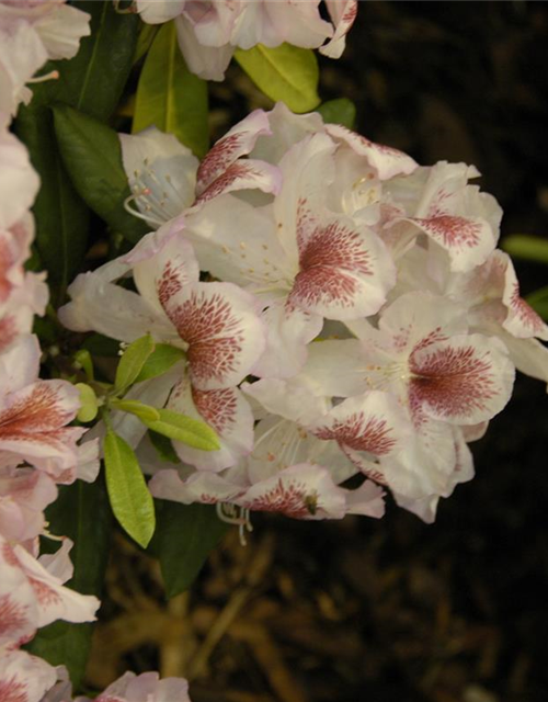 Rhododendron 'Belami'®