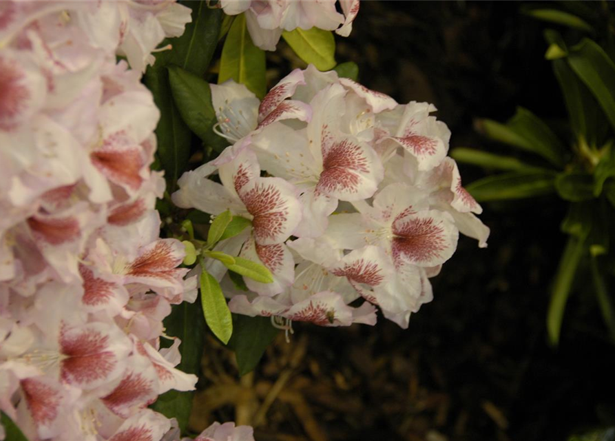 Rhododendron 'Belami'®