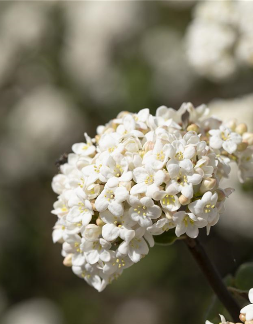 Viburnum carlcephalum