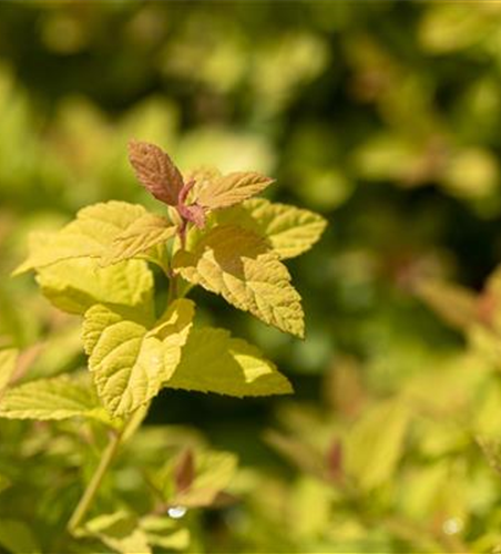 Sommerspiere 'Magic Carpet'®