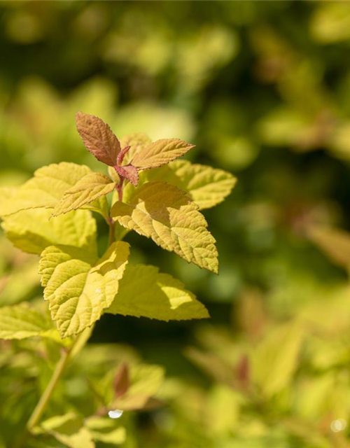 Sommerspiere 'Magic Carpet'®