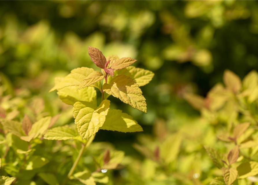 Sommerspiere 'Magic Carpet'®