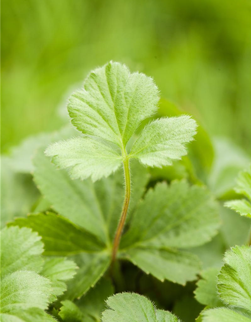 Dreiblättrige Waldsteinie