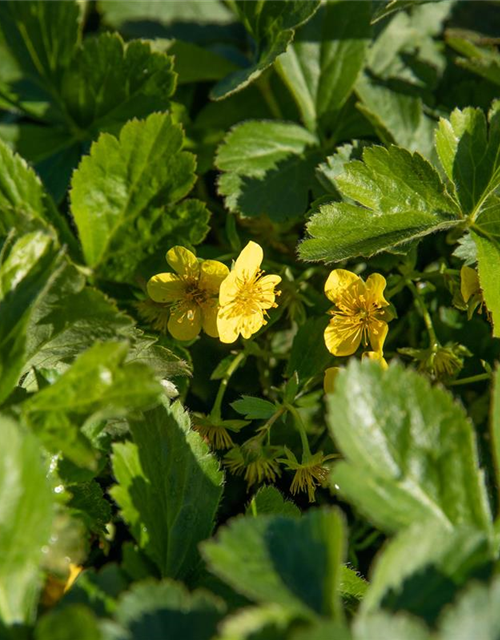 Dreiblättrige Waldsteinie