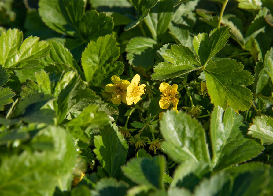 Dreiblättrige Waldsteinie