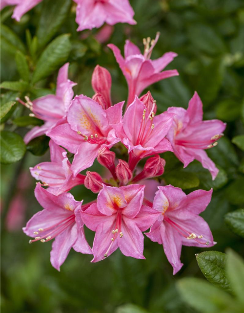 Sommergrüne Azalee 'Rosata'