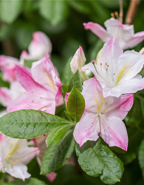 Sommergrüne Azalee 'Rosata'