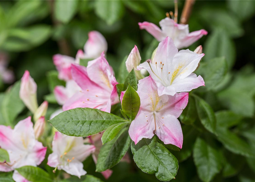 Sommergrüne Azalee 'Rosata'