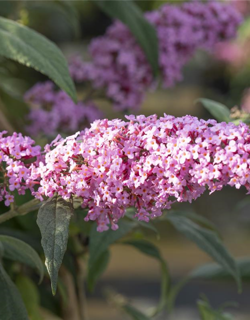 Sommerflieder 'Pink Panther'