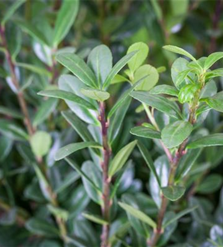 Berg-Ilex 'Dark Hedge'