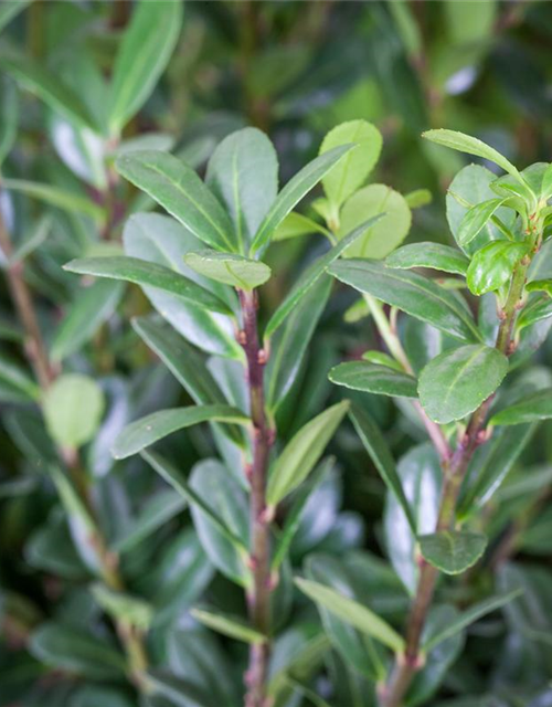 Berg-Ilex 'Dark Hedge'