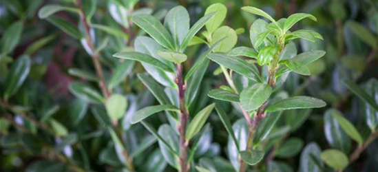 Berg-Ilex 'Dark Hedge'