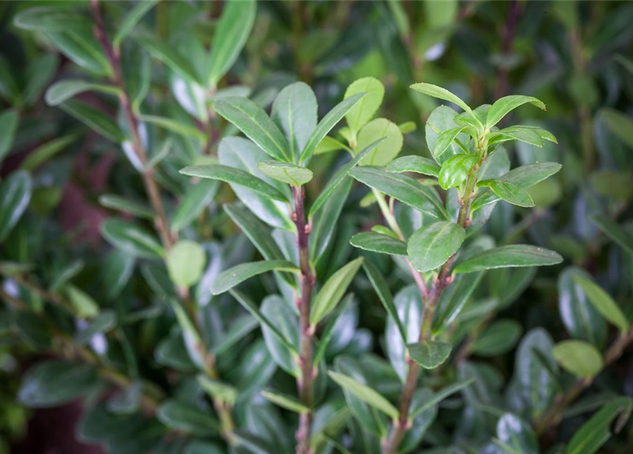 Berg-Ilex 'Dark Hedge'