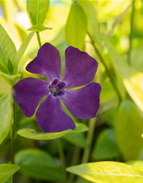 Kleines Garten-Immergrün 'Purpurea'