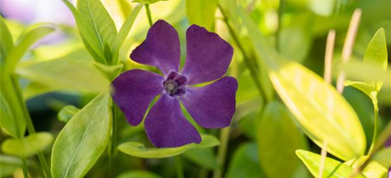 Kleines Garten-Immergrün 'Purpurea'