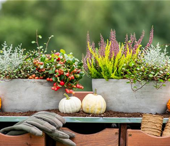 HERBSTLICHE PFLANZIDEEN