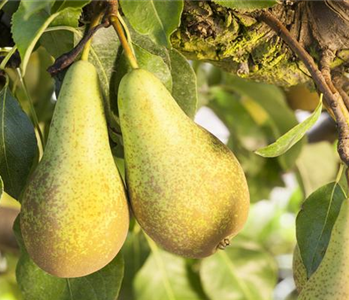 OBSTGARTEN FÜR KINDER