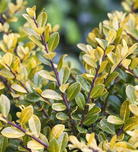 Berg-Ilex 'Gold Tip'